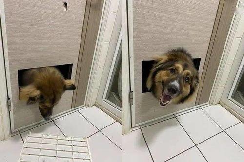 娱乐吃瓜养狗视频在线观看